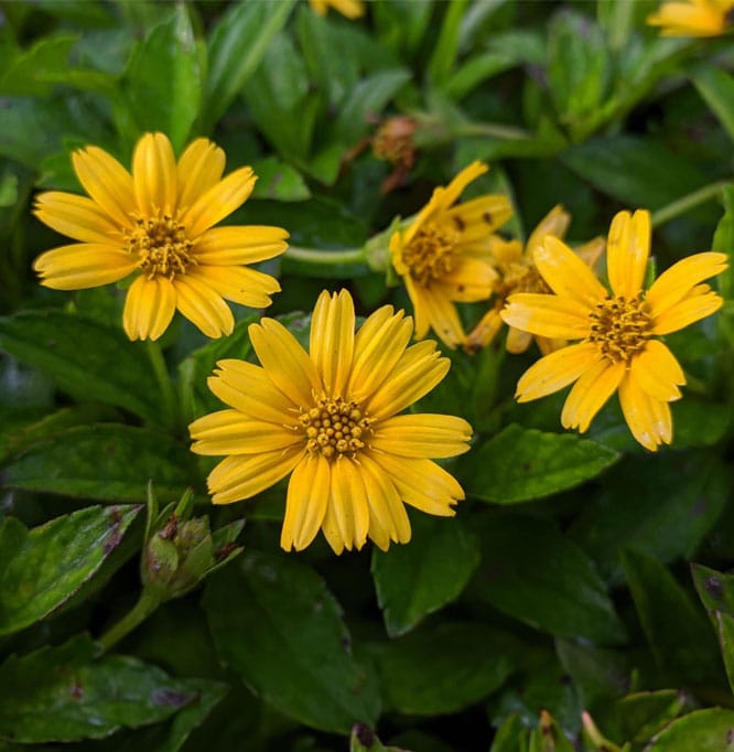 Singapore Daisy